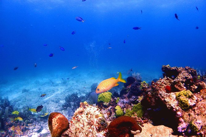 SPECIAL! Snorkel at MUSA - The Underwater Museum Reservation - A Fast, Fun Way to Do MUSA Without Losing a Day