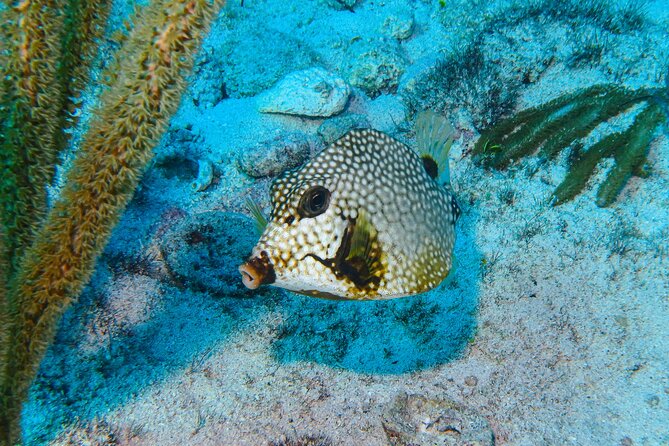 SPECIAL! Snorkel at MUSA - The Underwater Museum Reservation - What You Must Know About the Marine Park Rules (Lifejacket Included)