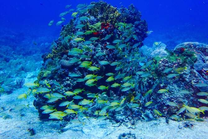 SPECIAL! Snorkel at MUSA - The Underwater Museum Reservation - Getting to the Water: The Boat Ride That Sets the Pace