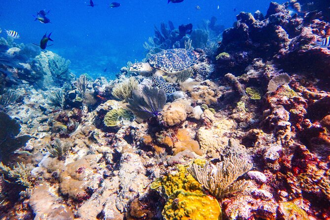 SPECIAL! Snorkel at MUSA - The Underwater Museum Reservation - Stop One at MUSA: Statues Up Close, Fish Nearby