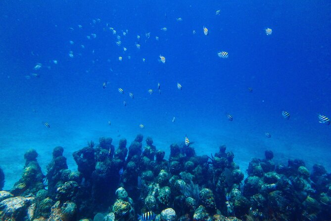 SPECIAL! Snorkel at MUSA - The Underwater Museum Reservation - Stop Two at Manchones Reef: Classic Color, Clear Reward