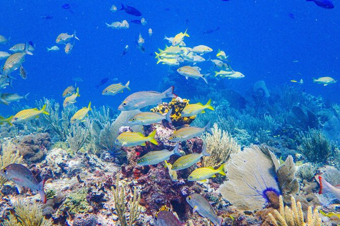 SPECIAL! Snorkel at MUSA - The Underwater Museum Reservation - Equipment, Rentals, and What to Do If Yours Fails