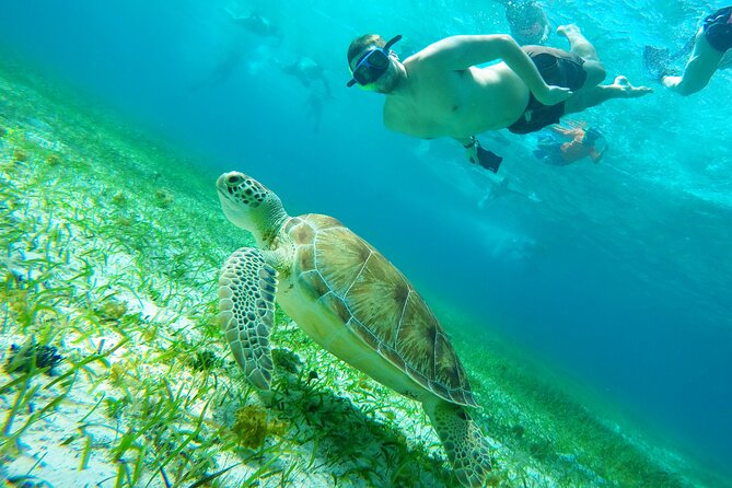 Starfish, Stingrays and the Turtle Sanctuary Snorkel Tour - Marina Cozumel ASIPONAC meeting point: quick way to avoid stress