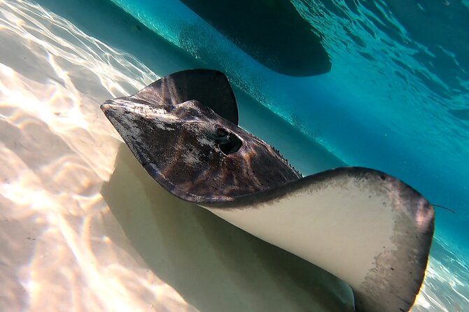Starfish, Stingrays and the Turtle Sanctuary Snorkel Tour - Stop-by-stop plan: how the route builds from sandbar to reef