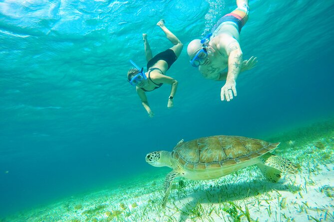 Starfish, Stingrays and the Turtle Sanctuary Snorkel Tour - Small-group feel: how guides influence your whole experience