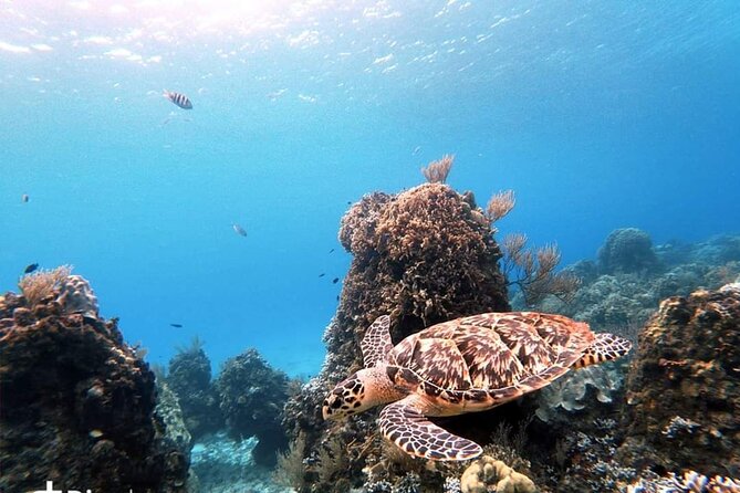 Starfish, Stingrays and the Turtle Sanctuary Snorkel Tour - Comfort tips that make a difference