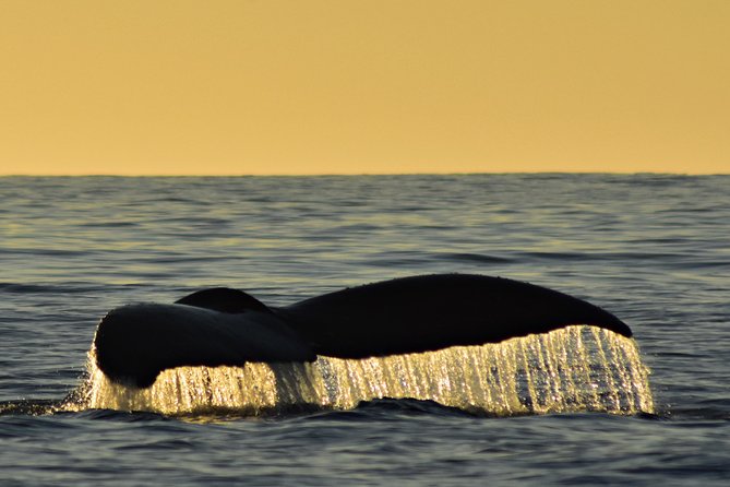 Sunset Whale Cruise in Cabo San Lucas - Sunset timing and hydrophones, what you are really buying