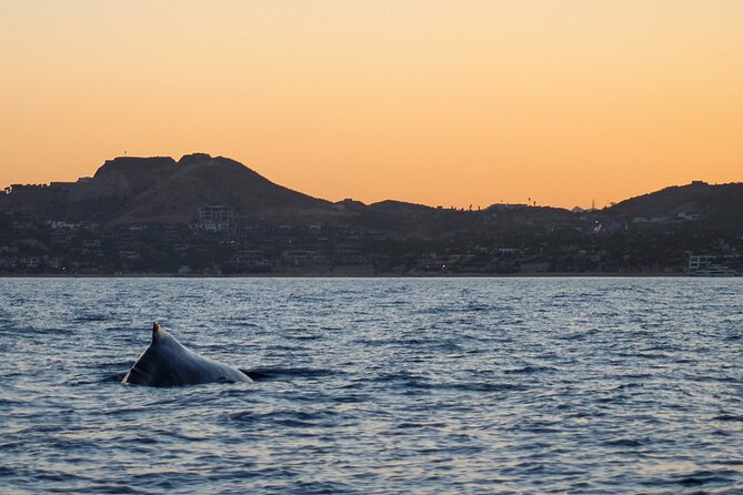 Sunset Whale Watching in San Jose del Cabo - Key things that make this sunset whale tour worth your time