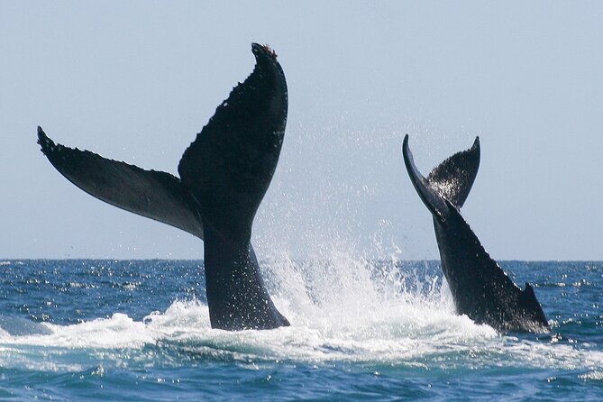 Sunset Whale Watching in San Jose del Cabo - Getting to Salty Cabo near Poblado La Playa