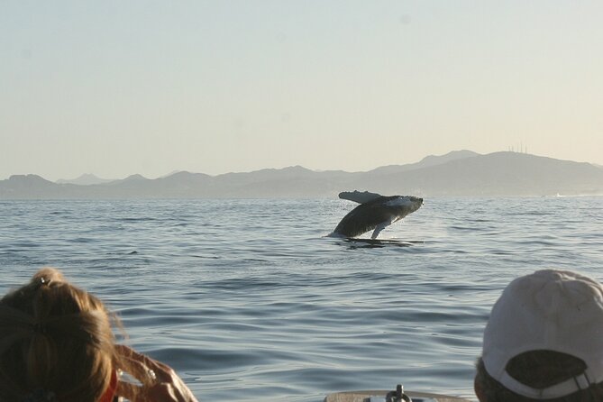 Sunset Whale Watching in San Jose del Cabo - What to look for when humpback whales show up