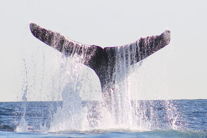 Sunset Whale Watching in San Jose del Cabo - Paola on guiding duty, Captain Chato at the helm
