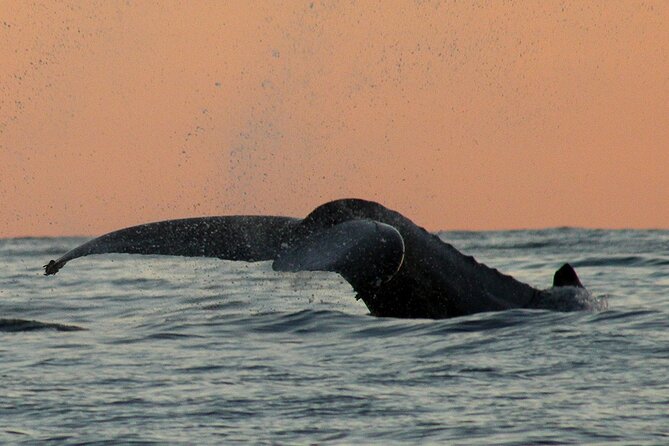 Sunset Whale Watching in San Jose del Cabo - A maximum of 11 people makes a big difference on the water