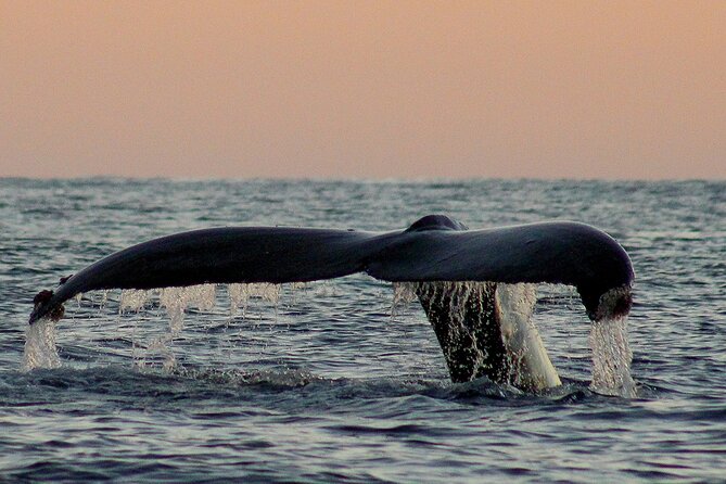 Sunset Whale Watching in San Jose del Cabo - The value question: is $100 fair for 2.5 hours on the Sea of Cortez?