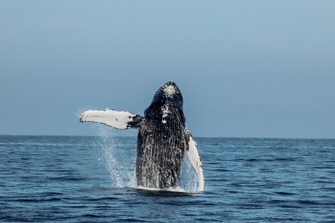 Sunsets and Whales Mega Yachts ALL INCLUSIVE: Puerto Vallarta - Whale odds: what to expect when sightings are the headline