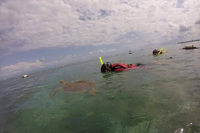 Swim with akumal turtles - The water route: shallow grass first, then the coral barrier
