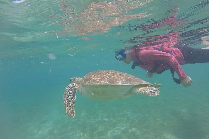 Swim with akumal turtles - What you’ll actually see with the turtles, fish, and occasional rays