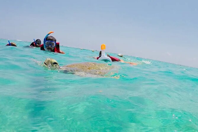 Swim with akumal turtles - First-time snorkelers: this is where the float and pacing help
