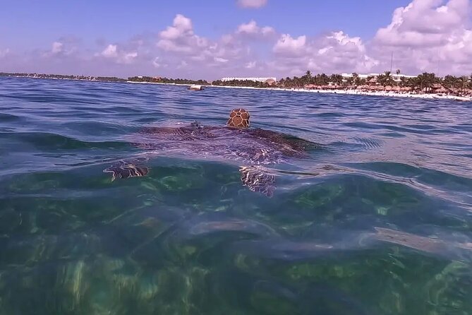 Swim with akumal turtles - Photo and video moments, and how to choose your extras