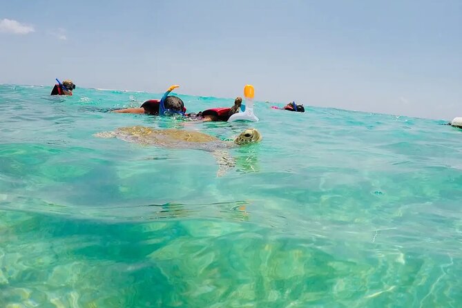Swim with akumal turtles - Price and value: why $37 works well for what you get