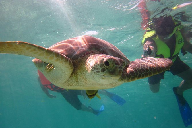 Swim with sea turtles - Price and what $45 really buys you