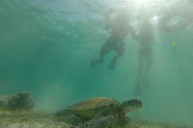 Swim with sea turtles - Akumal Beach: what you’ll notice besides the turtles