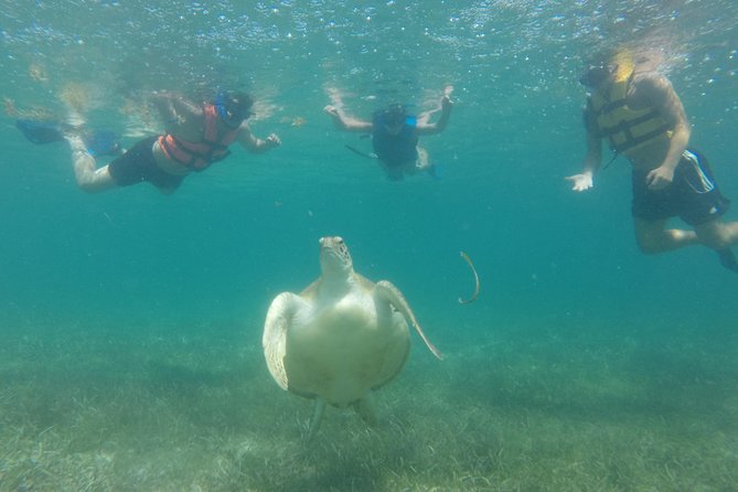 Swim with sea turtles - Photography is on you, so plan your shot strategy