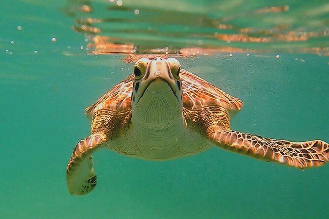 Swim with Turtles in Akumal + GoPro Photo Session - Key highlights you should care about