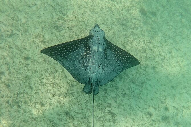 Swim with Turtles in Akumal + GoPro Photo Session - The one-hour snorkeling flow, from gear up to turtle spotting