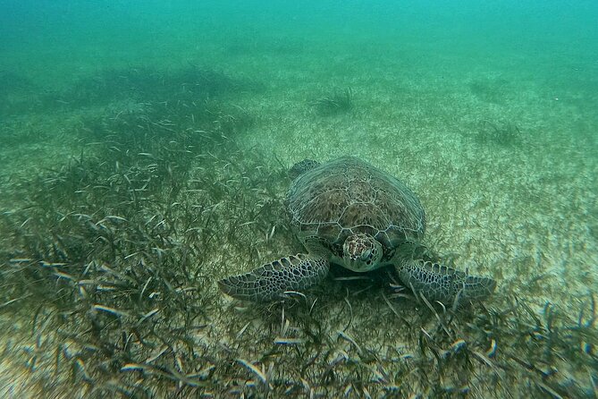 Swim with Turtles in Akumal + GoPro Photo Session - Marine life you can realistically hope to see