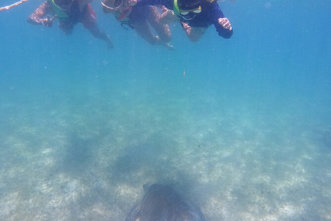 Swim with Turtles in Akumal + GoPro Photo Session - Guides and safety that help you actually enjoy the water