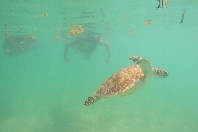 Swim with Turtles in Akumal + GoPro Photo Session - Time in Akumal National Park after snorkeling