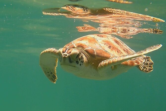 Swim with Turtles in Akumal + GoPro Photo Session - Price and value: what you’re paying for