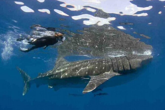 Swim with Whale Shark from Isla Mujeres and Cancun - Your day plan, from morning check-in to North Beach ceviche