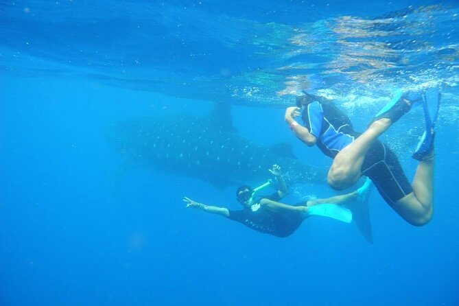 Swim with Whale Shark from Isla Mujeres and Cancun - What food and drinks look like during the trip
