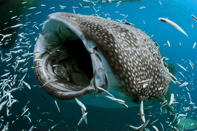 Swim with Whale Shark from Isla Mujeres and Cancun - The coral reef snorkeling stop: what it is best for