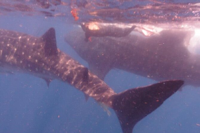 Swim with Whale Shark from Isla Mujeres and Cancun - Price and value: what you get for $161.30, and what costs extra