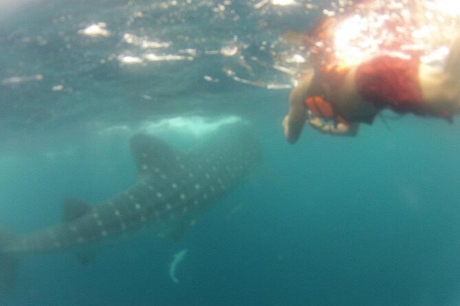 Swim with Whale Shark from Isla Mujeres and Cancun - Motion sickness and crowd control: the two things to plan for