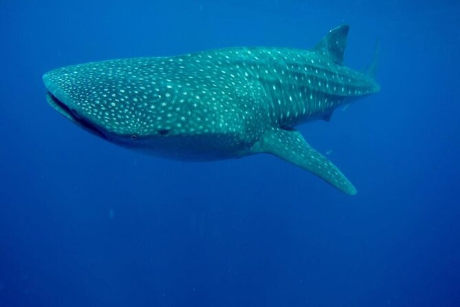 Swim with Whale Shark from Isla Mujeres and Cancun - How to dress and pack for a whale shark swim day