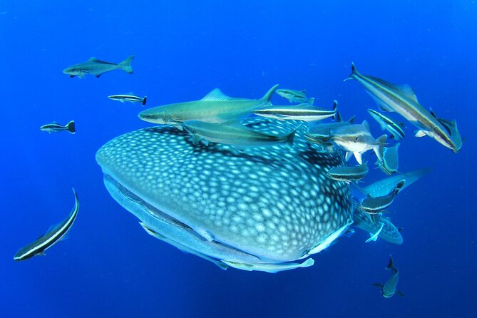 Swim with Whale Shark from Isla Mujeres and Cancun - The whale shark search, sighting, and how the swim time runs