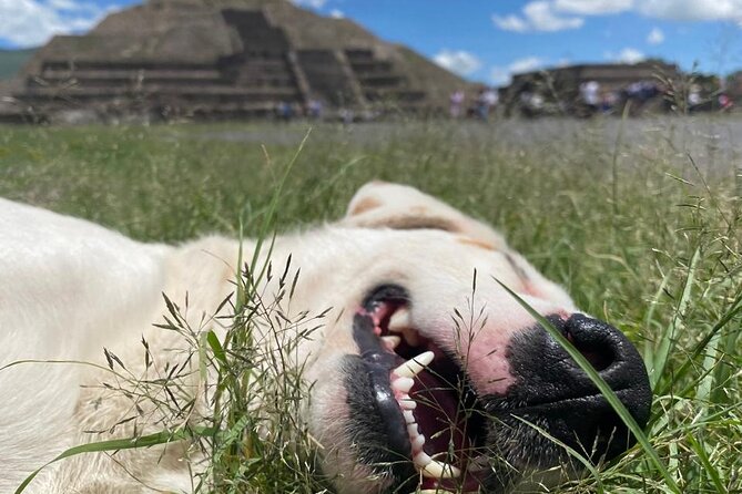 Teotihuacan Pyramids Morning Tour With Me, Angela! - Angela’s style: clear explanations, visuals, and a pace you can keep