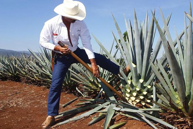 Tequila distillery experience, Jose Cuervo & Tequila Magic Town - Key highlights to look for