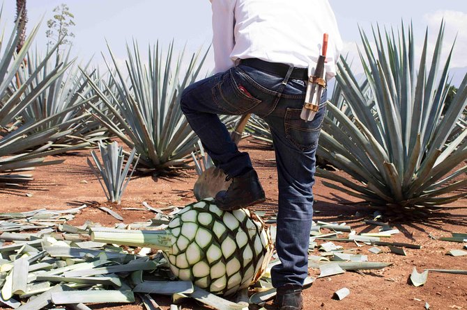 Tequila distillery experience, Jose Cuervo & Tequila Magic Town - Jose Cuervo Option: When You Want The Big Name