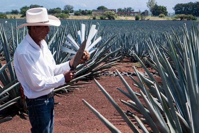 Tequila distillery experience, Jose Cuervo & Tequila Magic Town - Transportation and Drop-Off Zones in Guadalajara