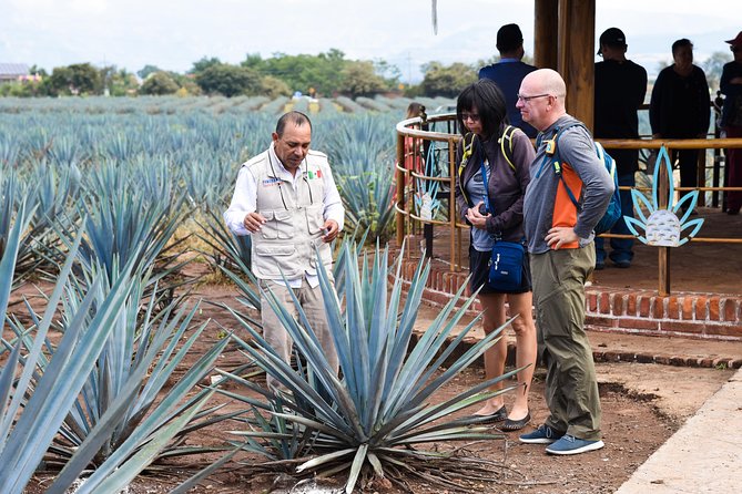 Tequila Route Experience from Guadalajara - Campos de Agave Jose Cuervo: UNESCO views with context