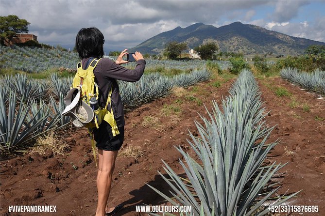 Tequila Route Experience from Guadalajara - Town of Tequila: cobblestones, plaza time, and distillery options