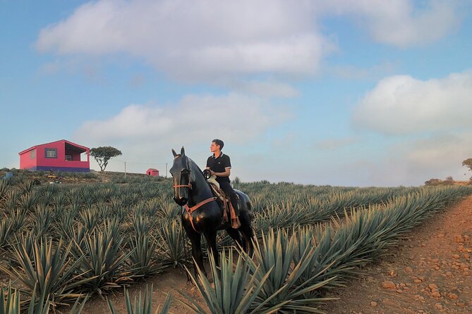 Tequila tour with tasting. - Transport, Group Size, and Why the Photographer Matters
