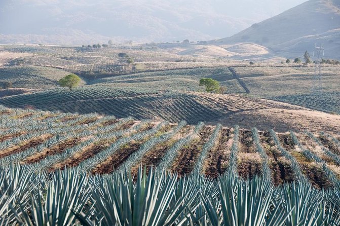The Agave Experience Tequila Tour in Jalisco - Key highlights at a glance