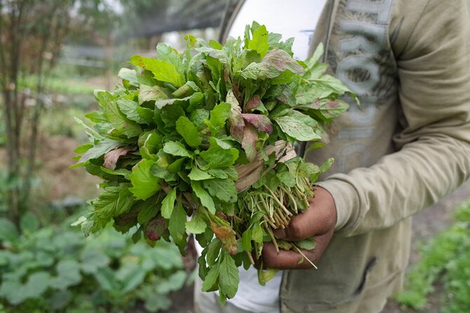 The City Green Exploring the Urban Eco Reserve of Xochimilco - Price and logistics: what the $150 gets you in real terms