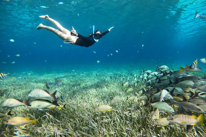 The Cozumel Turtle Sanctuary Snorkel Tour - Price and value: what $65.58 buys, plus the fees that catch people off guard
