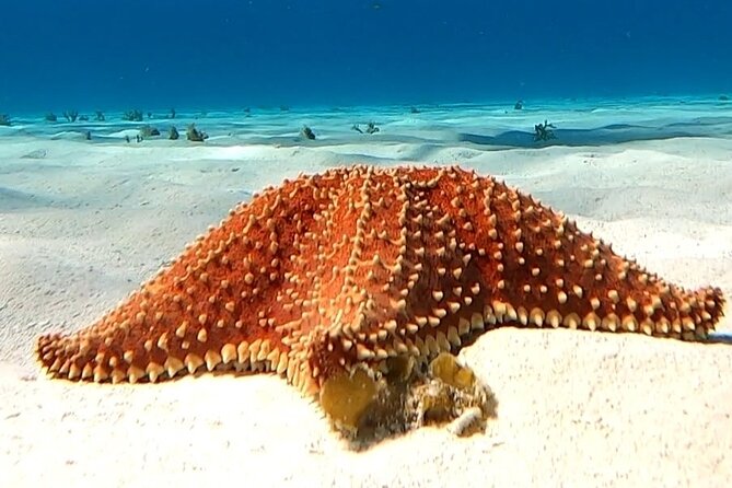The Cozumel Turtle Sanctuary Snorkel Tour - What to pack: sunscreen rules, towels, and the wet-boat reality